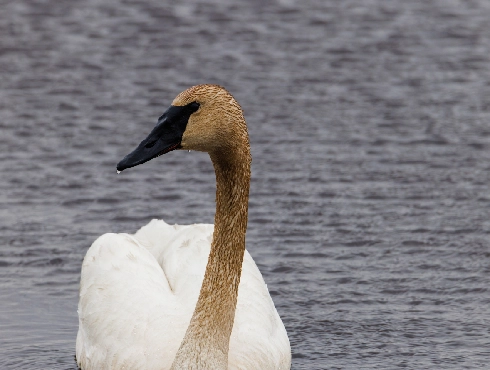 Trumpeter Swan